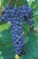 Grape - Frontenac